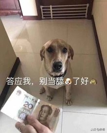 微信小程序舔狗,好玩实用的沙雕小程序推荐
