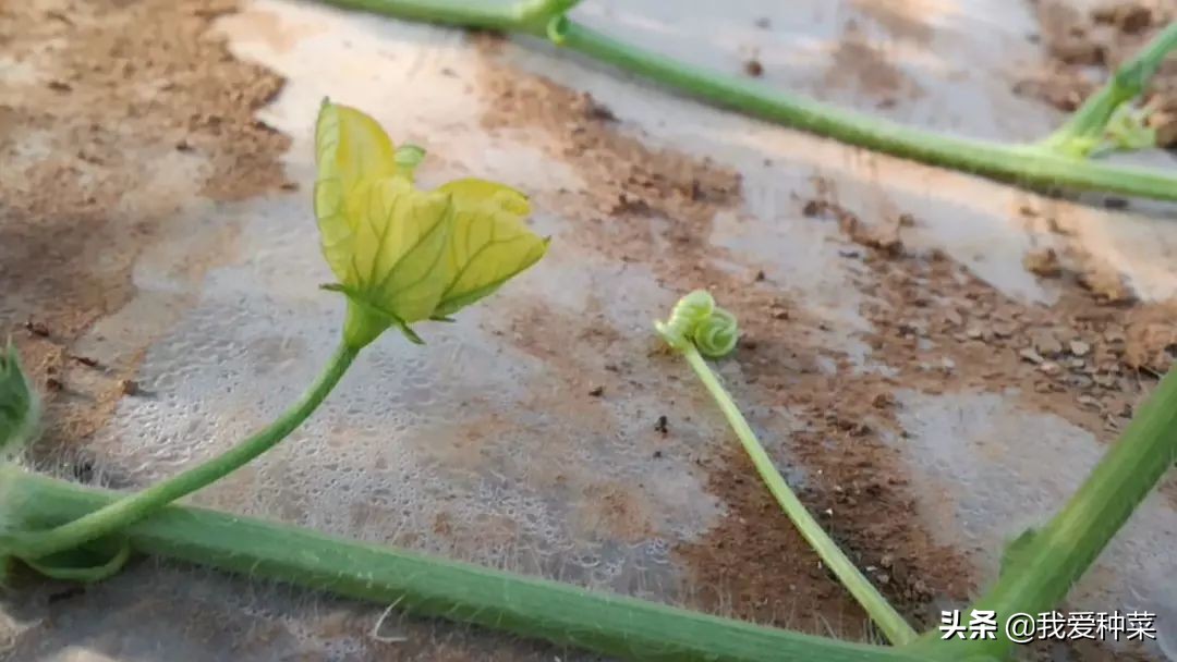 地里栽西瓜,露天西瓜种植一步一步教你