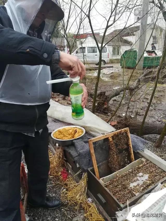 低温繁蜂,繁蜂期遇连续低温怎么办