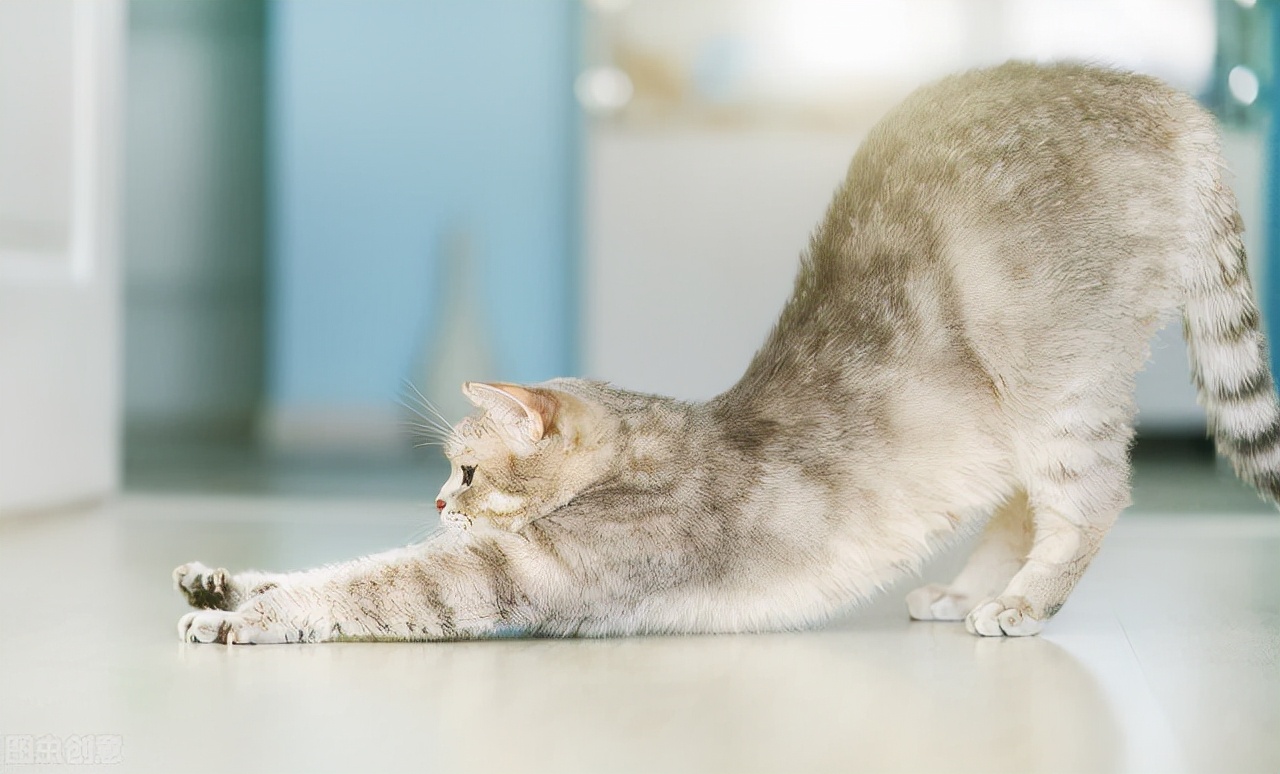 猫吃得多不长肉怎么办,猫吃了不消化的东西咋办
