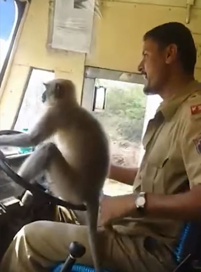 印度猴子被人类暴揍视频,印度猴子挑衅人类被暴打了