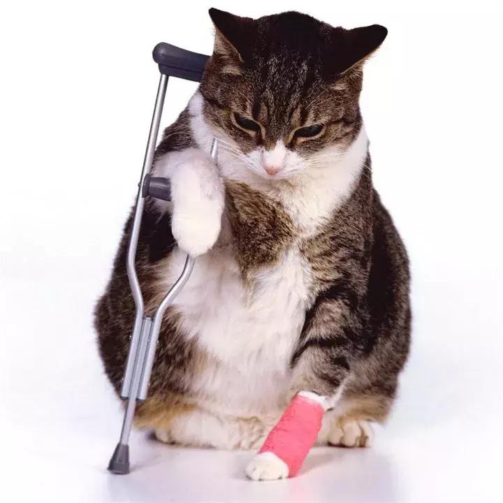 猫咪狗狗骨折了怎么办？扒一扒宠物“骨子里”的那些事