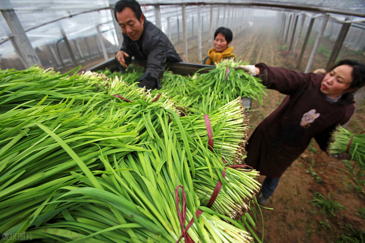 韭菜种植技术视频全集播放,韭菜种植技术直播间