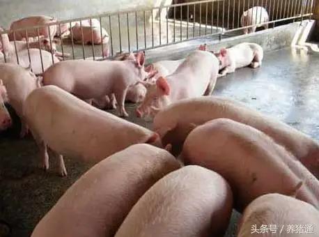 猪打针不吃怎么办,猪不吃料打针没效果
