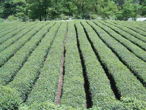 茶叶基地种植技术,6亩茶叶种植技术