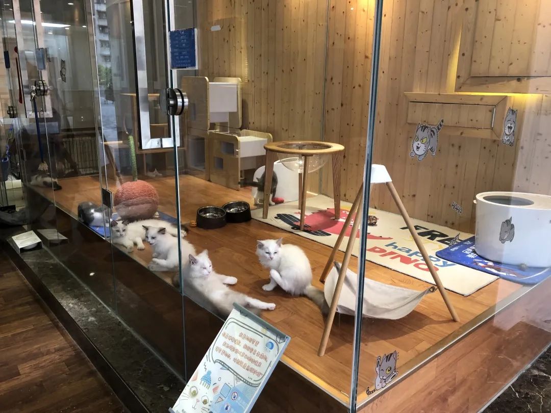欢迎同行入内，这是一家为宠物店而开的宠物