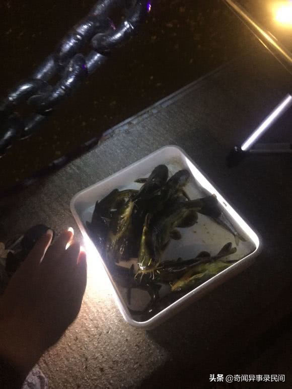 黄颡鱼泛滥,浙江黄颡鱼
