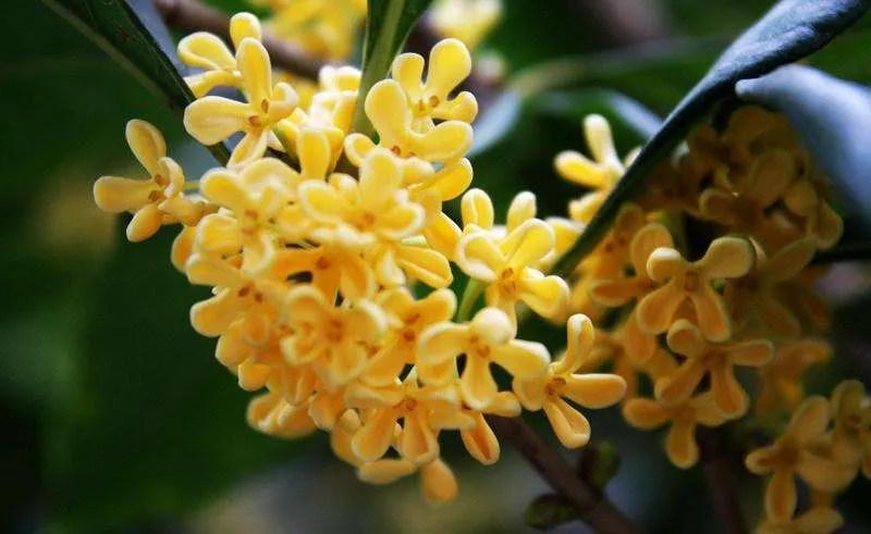 养桂花的三大忌,养桂花的十大禁忌