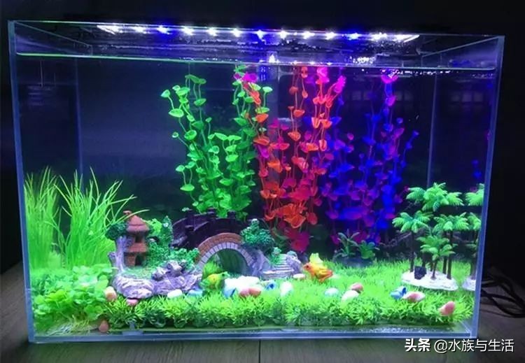 养鱼穷三年草缸毁一生,养鱼新手踩过的六大坑
