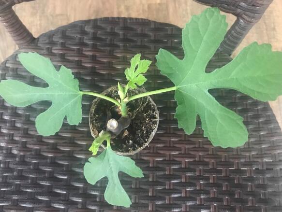 盆栽无花果怎么养,盆栽无花果的养殖方法和注意事项