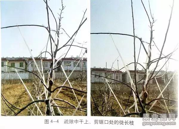 5年红富士苹果树冬季修剪技术,苹果树的冬季修剪技术视频