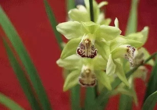 世界十大罕见花卉,世界名贵花卉高清大图
