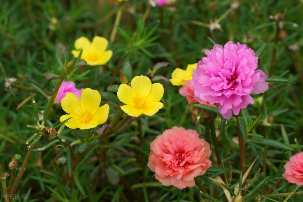 5种草花种子,5种秋播花春季播种来年开花超美
