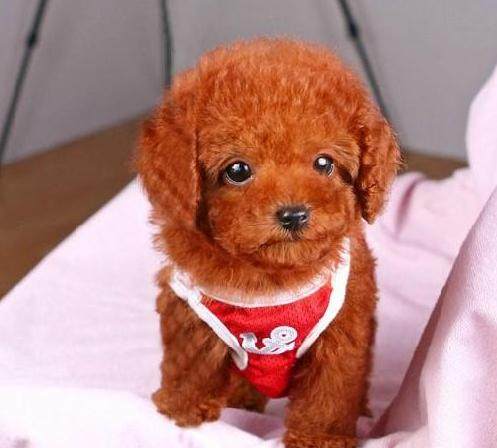 泰迪犬长寿,泰迪犬怎么养才能长寿