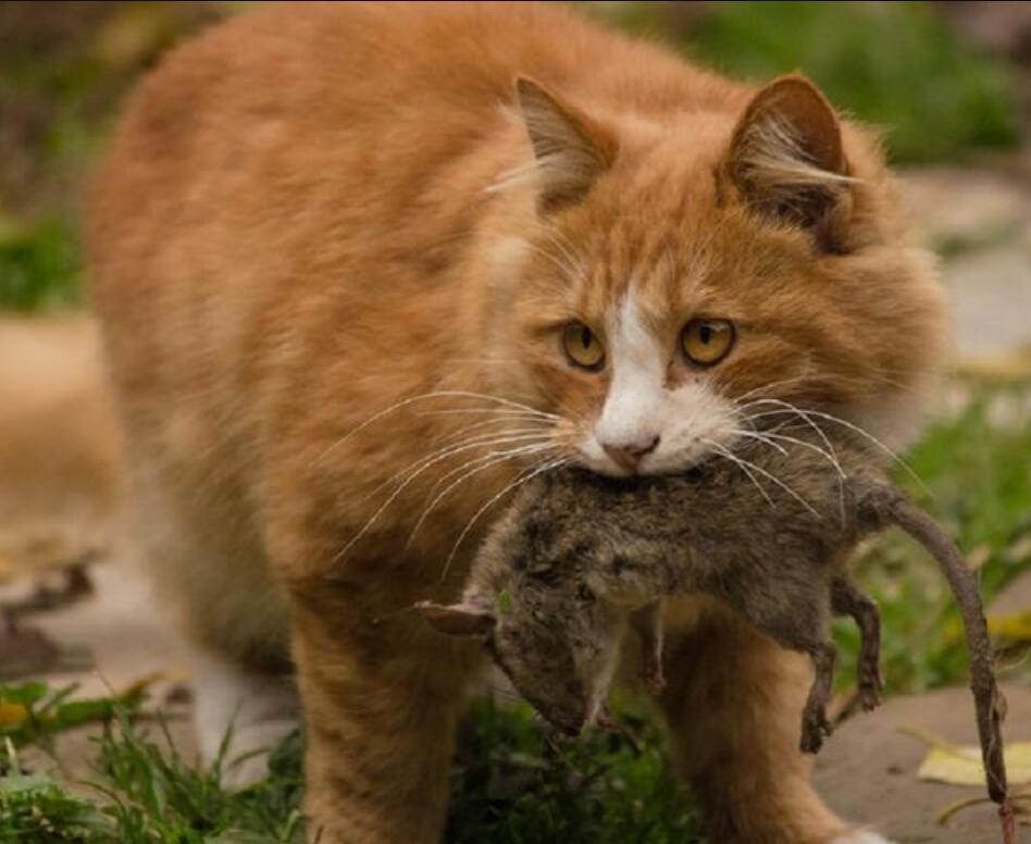 猫咪配对后母猫为什么会攻击公猫,猫咪配对为什么母猫会攻击公猫
