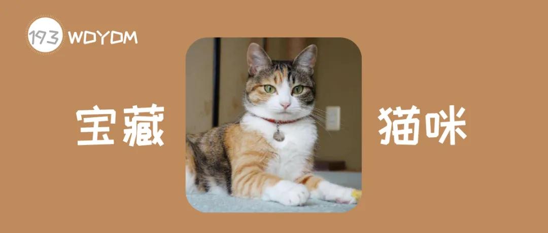 田园三花猫聪明吗,田园三花猫是招财猫吗