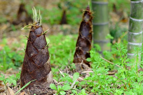 竹笋的种植技术和方法,杭州竹笋种植