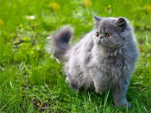 这几种猫很乖巧适合家养,猫中的哪种猫最好