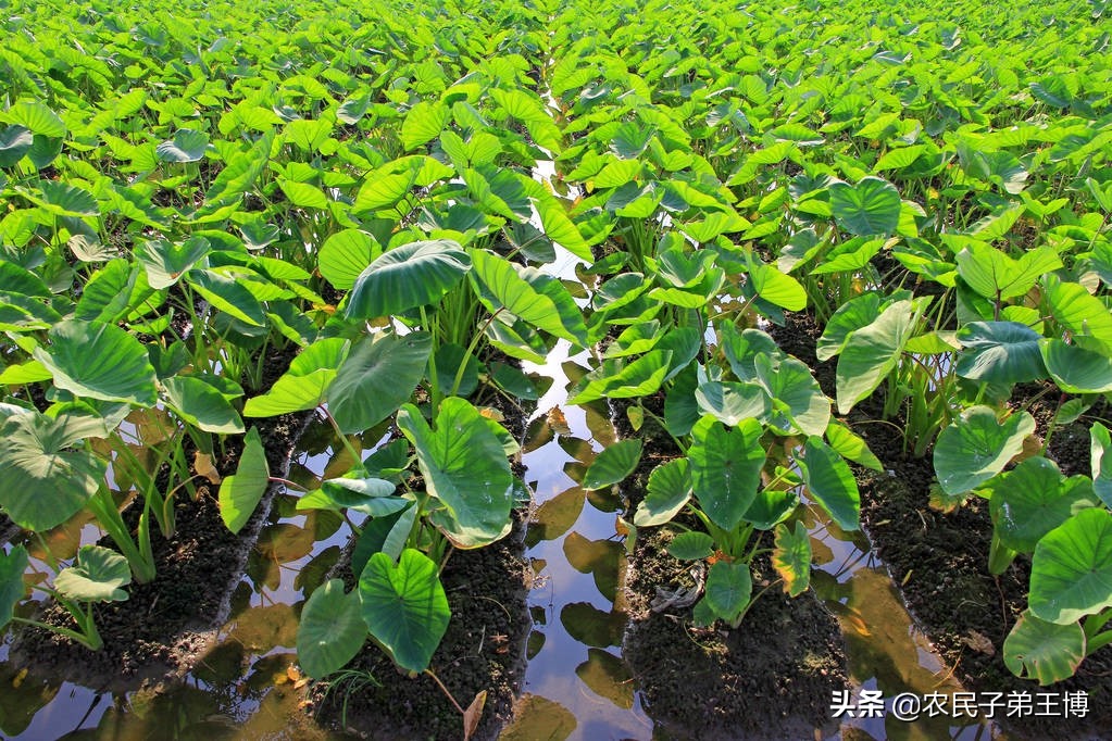 芋头烂苗原因及对策,芋头烂根死棵原因