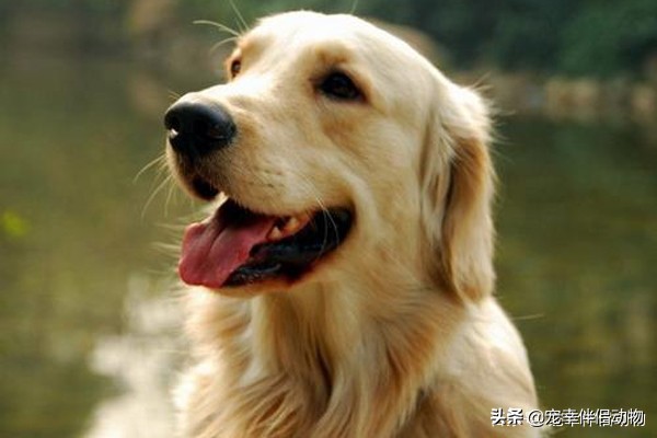 可以当导盲犬的有哪几种狗呢,哪些品种的狗狗成为导盲犬