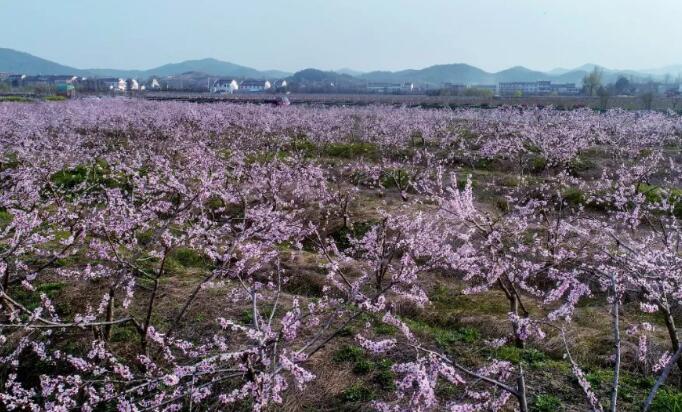 【春游庐江攻略】春暖花开庐江邀您共赴一场灼灼芳华之旅！