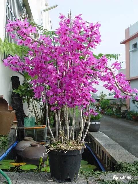 檀香石斛野生,檀香石斛兰麝香