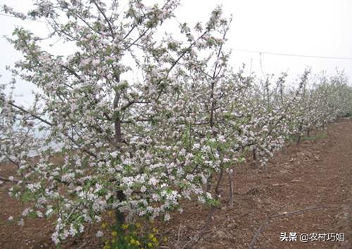 苹果春季冻害怎么判断,苹果花期冻害预防及补救技术方案