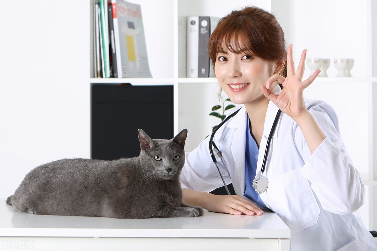 养狗注意哪些问题泰迪,养狗小常识狗狗吐血了怎么办