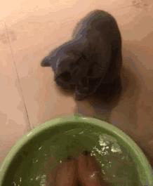 猫咪看着猫粮想吃又不敢吃怎么办,猫咪不爱喝水用什么办法解决
