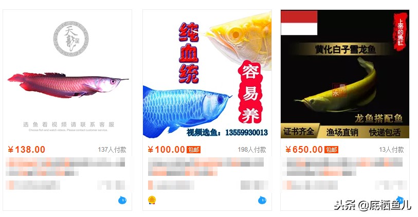 食用鱼当观赏鱼,国外观赏鱼食用鱼