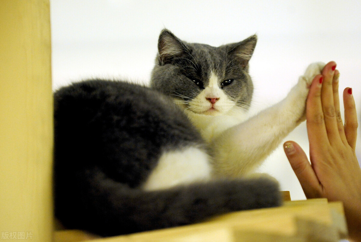 美短猫大便太臭怎么回事,猫几天不大便怎么办
