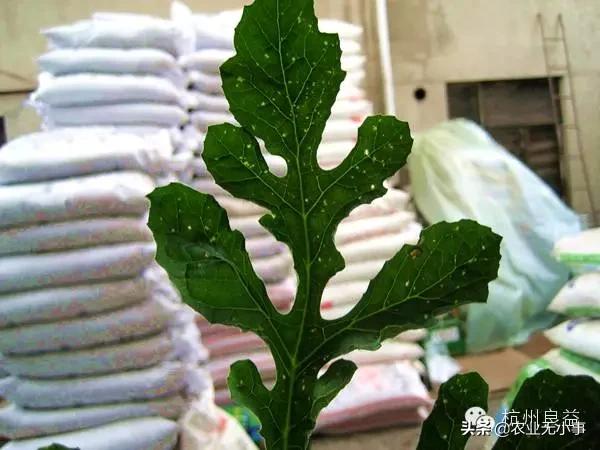 新版西瓜病虫害解决方案,2020西瓜病害视频