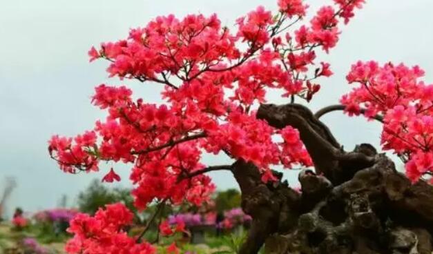 【春游庐江攻略】春暖花开庐江邀您共赴一场灼灼芳华之旅！