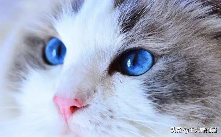 猫是不是远视,猫的眼睛为什么能夜视