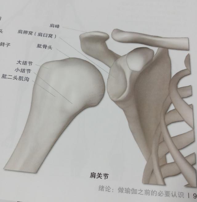 横叉练完回功了怎么办,练习横叉膝盖内侧疼痛