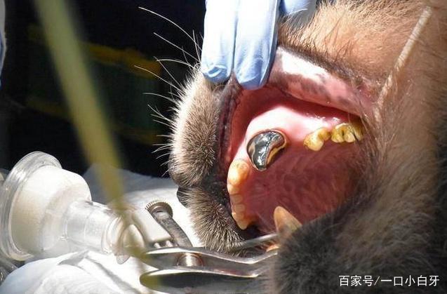 大熊猫戴牙套,大熊猫的牙齿能不能矫正