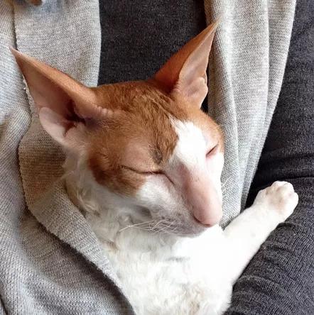 养猫会给家庭带来快乐,养猫会给人带来的好运