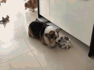 看起来很萌，实则凶悍无比的海豹，不护食却爱“分享”