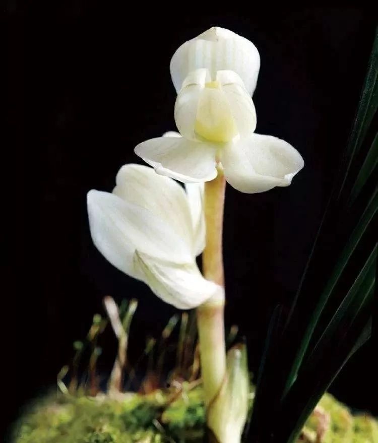 世界上最昂贵的花一朵价值1500万,世界上最高贵的花典雅图文