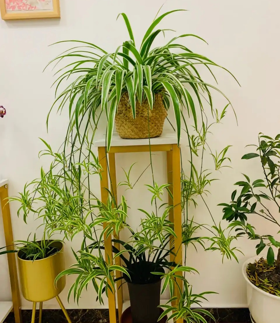 18种院子好看的花儿,18种漂亮的花