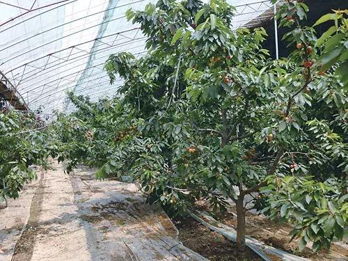 樱桃栽培技术最新视频,大连樱桃气雾栽培技术