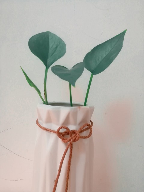 室内小盆栽植物绿萝,植物绿萝有什么寓意