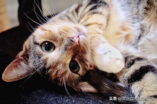 新手养猫指南铲屎官必看,铲屎官必须知道的养猫小技巧