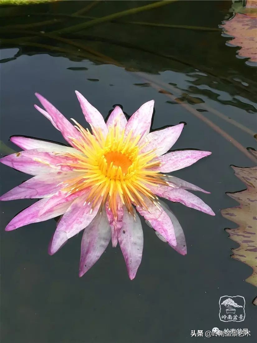 番禺莲花山有什么,莲花山上哪座莲花最多