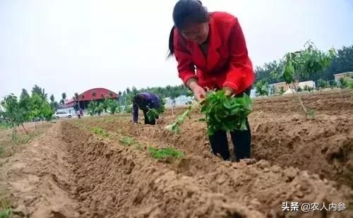 农民种植红薯新方法,农民种植红薯怎么施肥