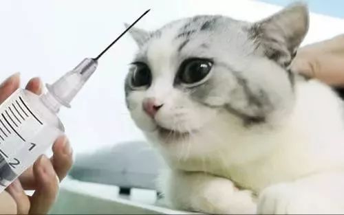 养猫怎样照顾猫,刚刚领养幼猫怎么养