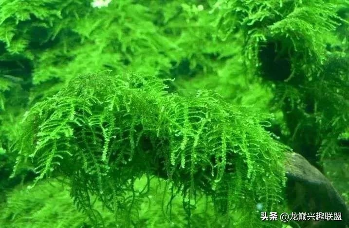 沉木绑扎什么莫斯好,珊瑚莫斯怎么绑扎
