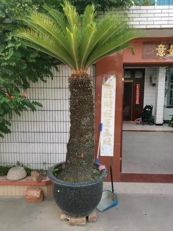 家里养的铁树一般是什么品种,家里不能养铁树铁树该怎么处理