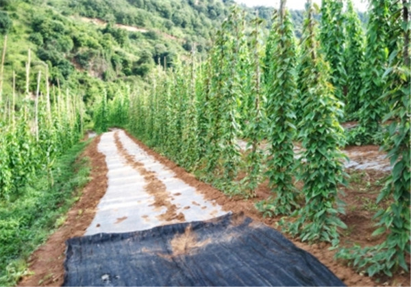 山东寿光山药高产栽培技术,怎样用麻山药豆栽培山药