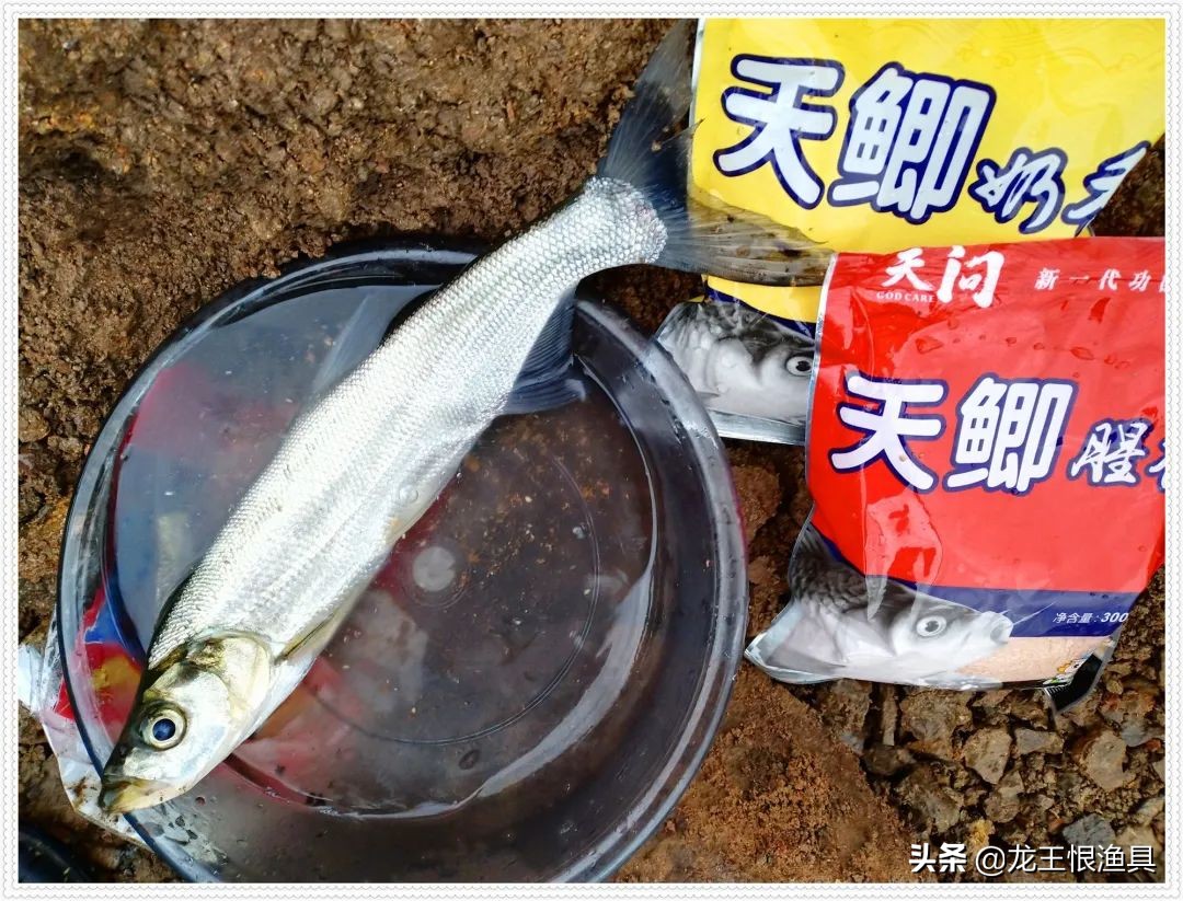 天鲫腥香评测,天鲫通杀钓鲫鱼